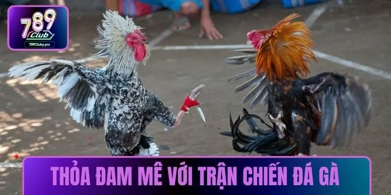 Thỏa đam mê với những trận chiến đá gà